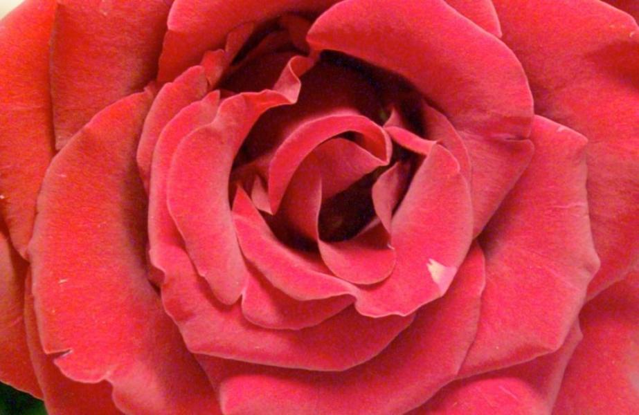 Refan Naturkosmetik Duft Bulgarische Rose