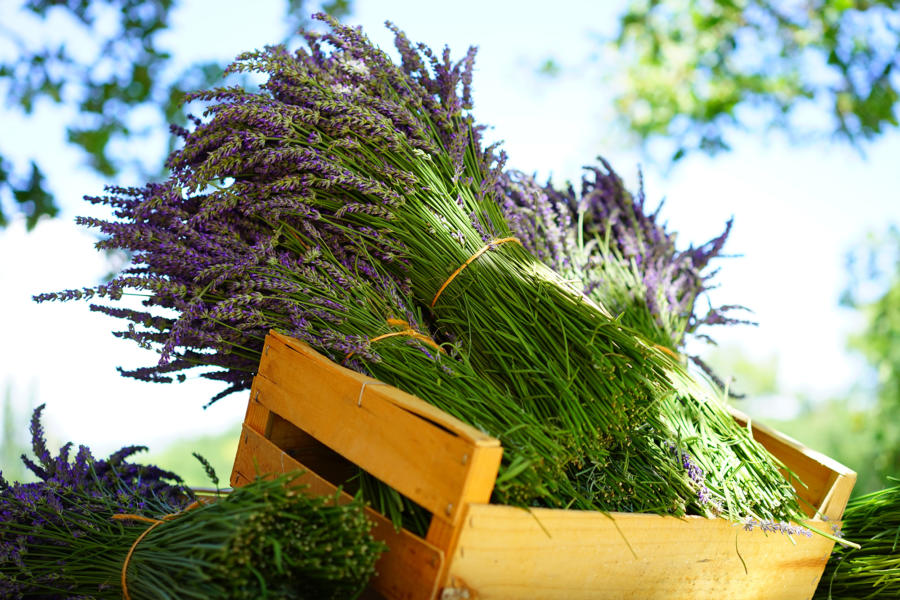 Französischer Lavendel – Duft der Provence