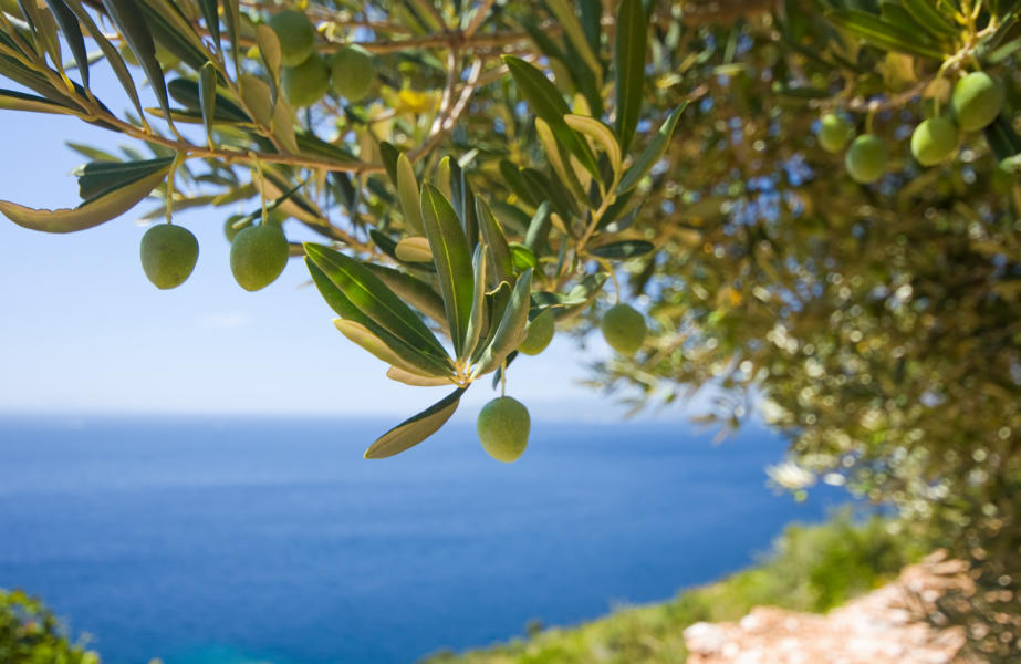 Olivenbaum Olivenöl Seife